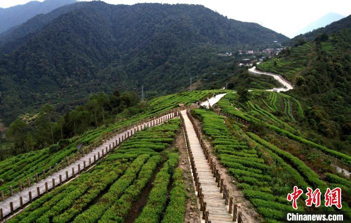 圖為西藏林芝市墨脫縣背崩鄉(xiāng)格林村山頂?shù)木坝^茶園。(無人機照片) 李林 攝