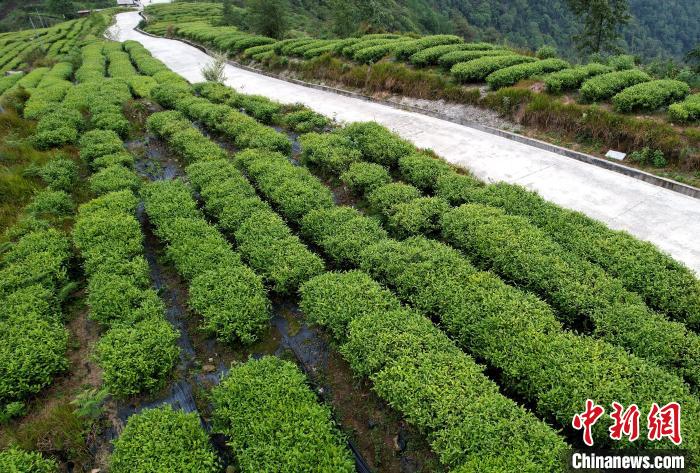 圖為西藏林芝市墨脫縣背崩鄉(xiāng)格林村山頂?shù)木坝^茶園。(無人機照片) 李林 攝