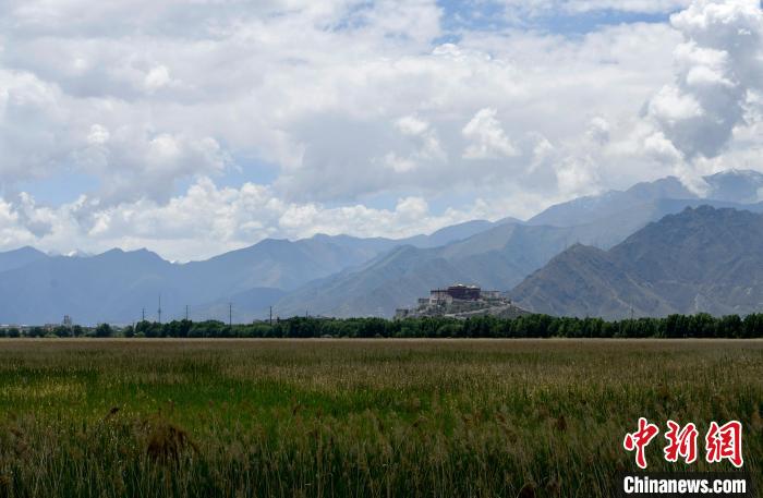 圖為6月22日，西藏拉薩拉魯濕地。　李林 攝
