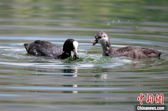 圖為6月22日，棲息在拉魯濕地內(nèi)的古頂雞?！±盍?攝