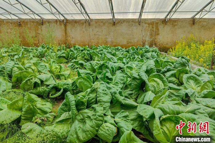 公珠湖執(zhí)勤點的大棚蔬菜，種菜是該執(zhí)勤點輪換民警們的日常?！↓埿▲P 攝
