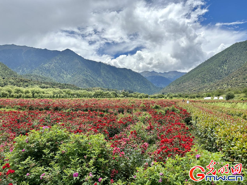 我們的家園丨【組圖】 綠水青山入畫，“金山銀山”筑起