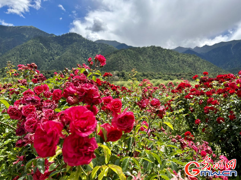 我們的家園丨【組圖】 綠水青山入畫，“金山銀山”筑起