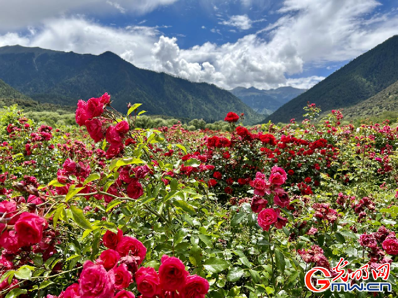 我們的家園丨【組圖】 綠水青山入畫，“金山銀山”筑起