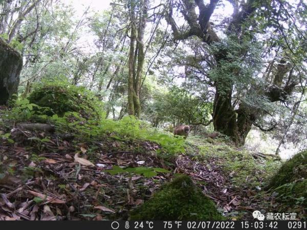 西藏色季拉山發(fā)現(xiàn)雪豹、白頰獼猴等多種珍稀野生動物