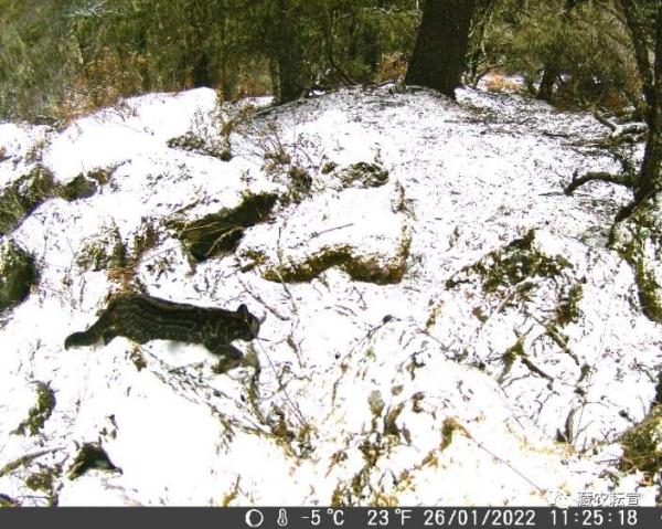 西藏色季拉山發(fā)現(xiàn)雪豹、白頰獼猴等多種珍稀野生動物