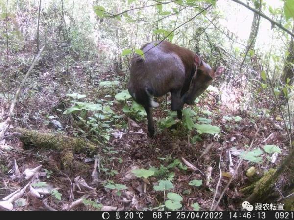 西藏色季拉山發(fā)現(xiàn)雪豹、白頰獼猴等多種珍稀野生動物