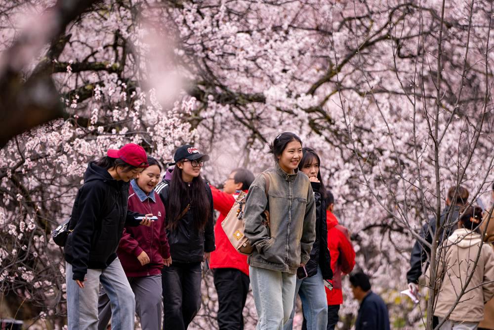 桃花盛開惹人醉，八方游客賞花來(lái)。徐馭堯攝