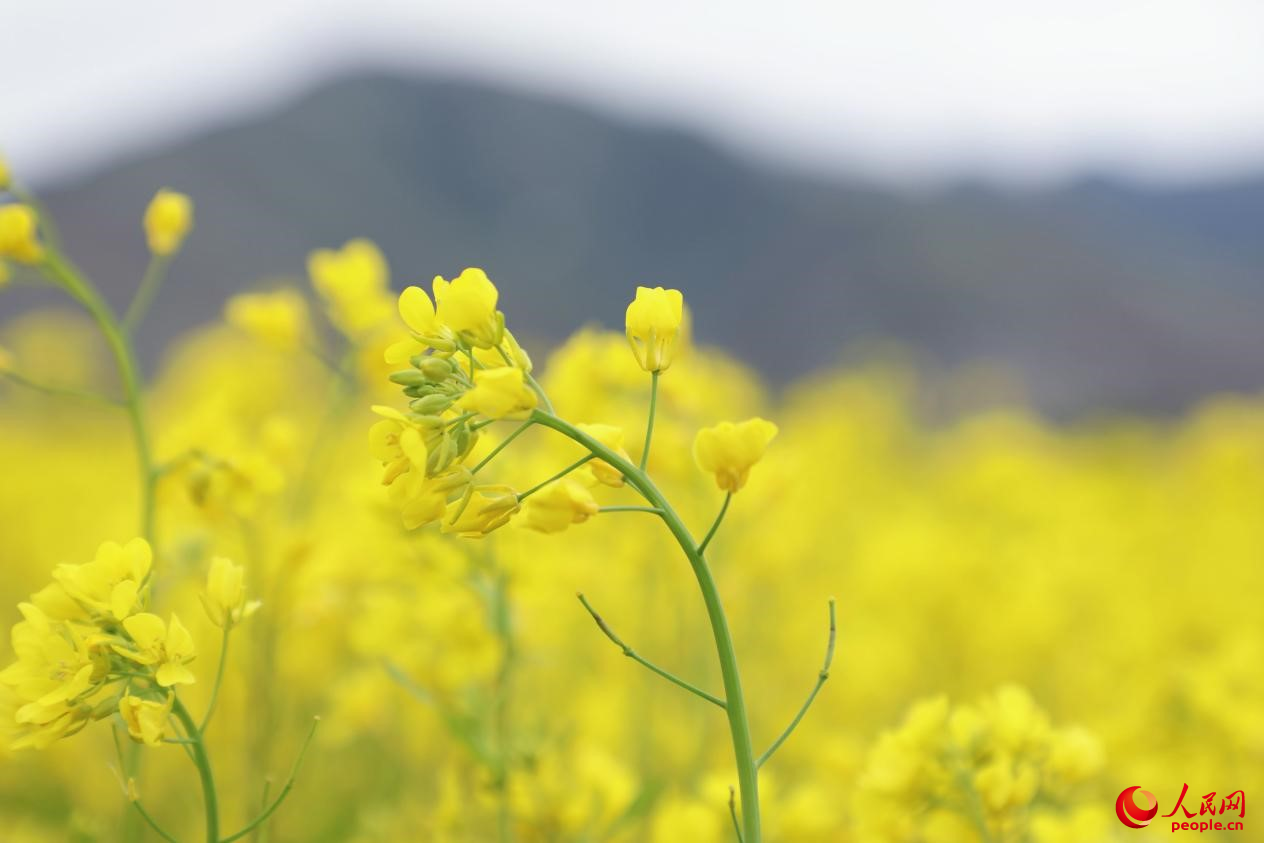 金色油菜花鋪滿大地。 人民網(wǎng) 李海霞攝