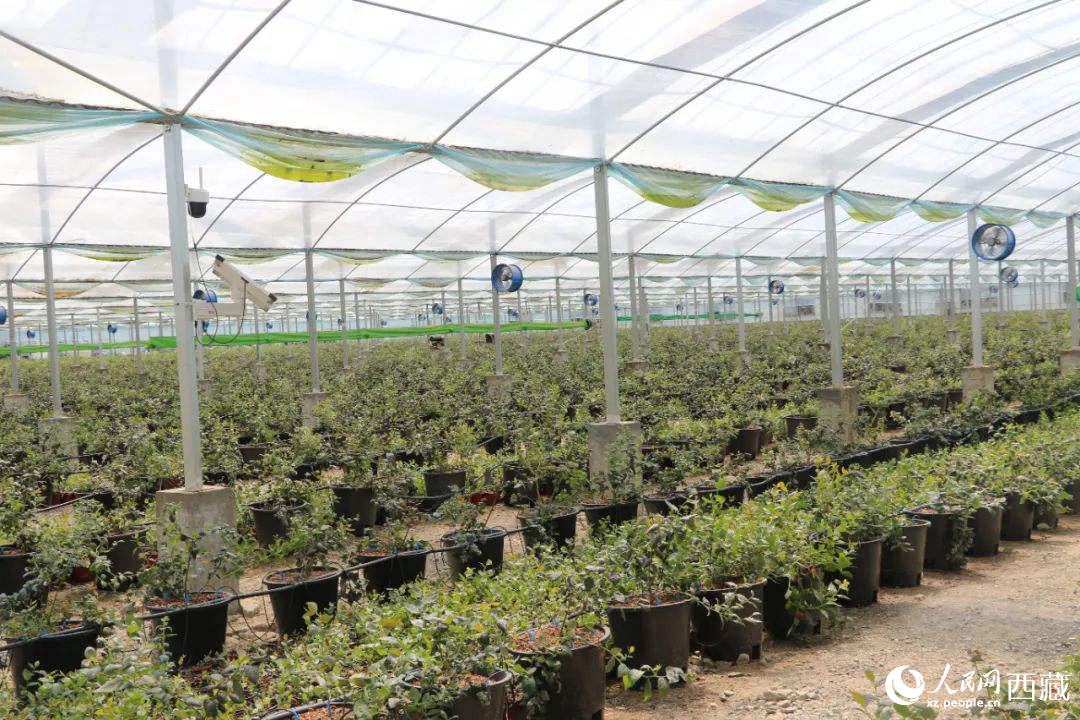 戈壁田園藍(lán)莓工業(yè)化種植基地。次仁龍布攝