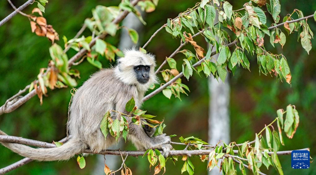 西藏亞東:長尾葉猴下山“會客”