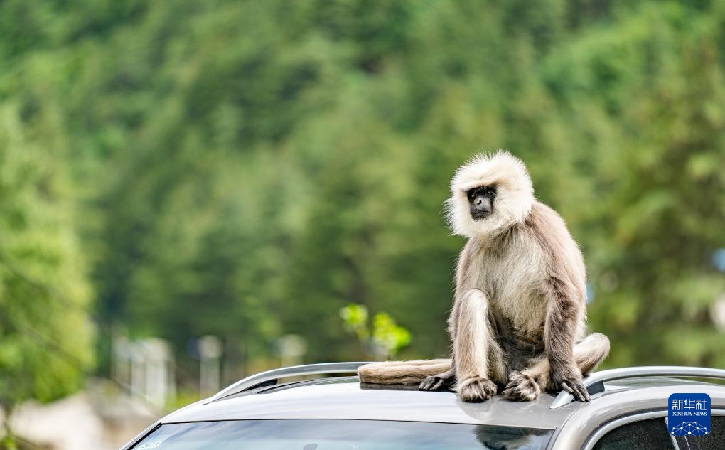 西藏亞東:長尾葉猴下山“會客”