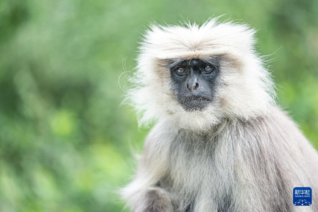 西藏亞東:長尾葉猴下山“會客”