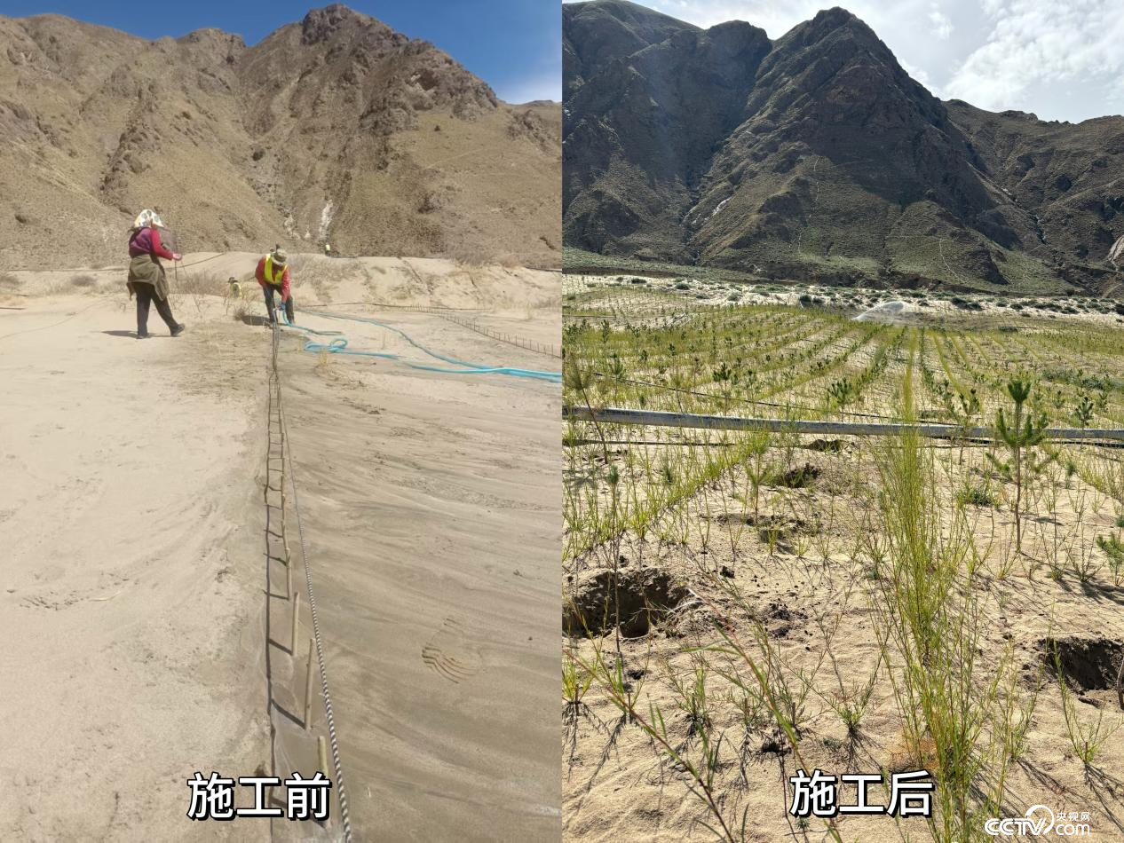 拉薩南北山綠化工程貢嘎段11號(hào)片區(qū)生態(tài)修復(fù)工程實(shí)施前后對比圖