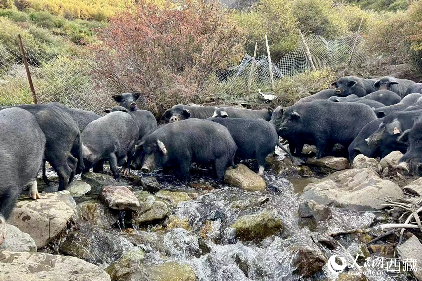 高山放養(yǎng)的藏香豬。人民網(wǎng)記者 次仁羅布攝