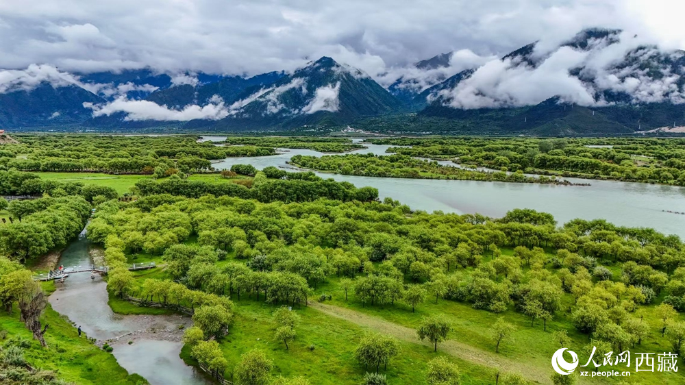 鳥瞰盛夏季節(jié)的雅尼濕地風(fēng)光。人民網(wǎng)記者 次仁羅布攝
