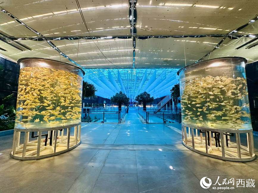 西普海洋公園。人民網(wǎng)記者 次仁羅布攝