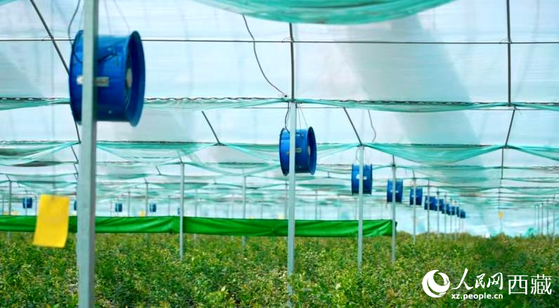 藍莓種植的智能溫室場景。羅雨欣攝