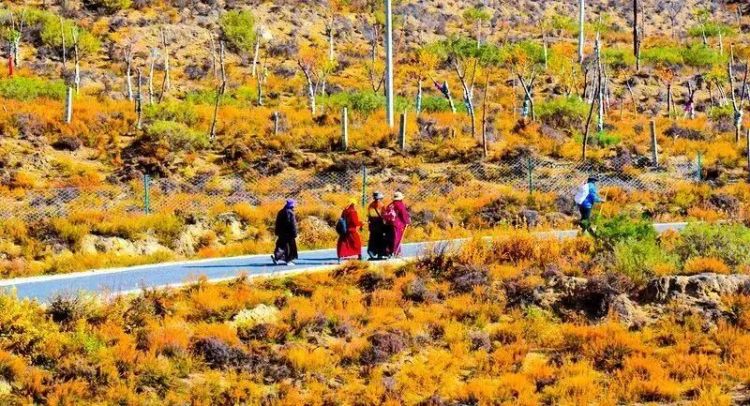 懂西藏的人，一定不會錯過林芝的秋天