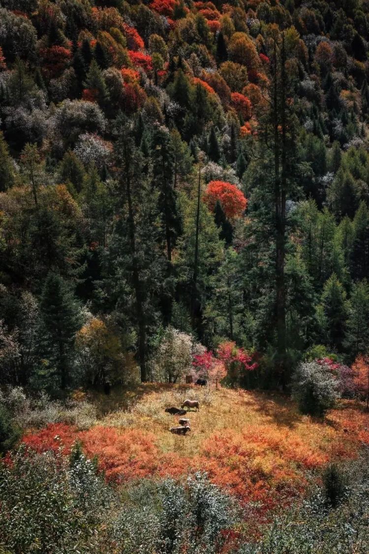 懂西藏的人，一定不會錯過林芝的秋天