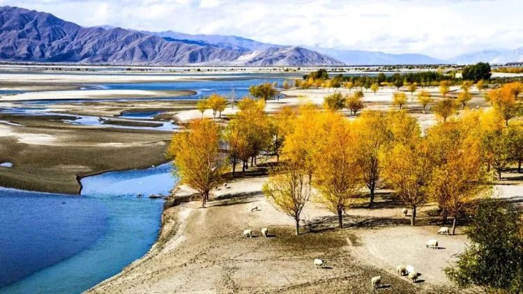 懂西藏的人，一定不會錯過林芝的秋天