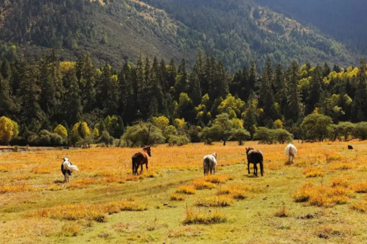 懂西藏的人，一定不會錯過林芝的秋天
