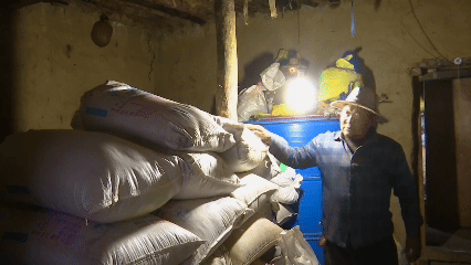 青稞“蛻變”，牦?！俺鋈Α?！看西藏農(nóng)牧民的“十四五”豐收答卷