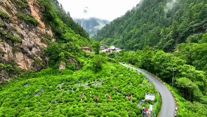 青稞“蛻變”，牦?！俺鋈Α保】次鞑剞r(nóng)牧民的“十四五”豐收答卷