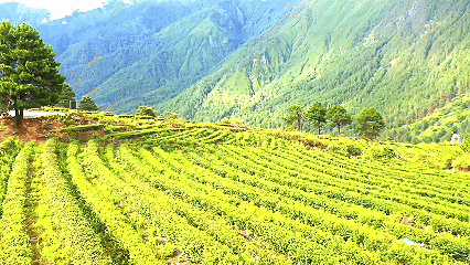 青稞“蛻變”，牦?！俺鋈Α?！看西藏農(nóng)牧民的“十四五”豐收答卷