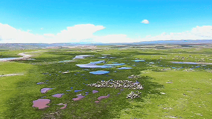 青稞“蛻變”，牦?！俺鋈Α?！看西藏農(nóng)牧民的“十四五”豐收答卷