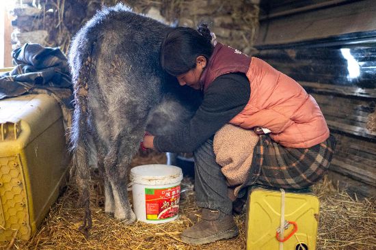 次仁普尺正在擠牛奶。人民網(wǎng)記者 翁奇羽攝