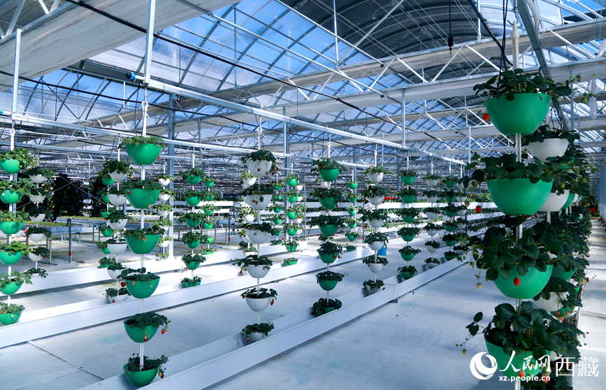 墨竹工卡縣現(xiàn)代農(nóng)業(yè)示范園內(nèi)，采用立體懸掛方式種植的草莓。人民網(wǎng)記者 吳雨仁攝