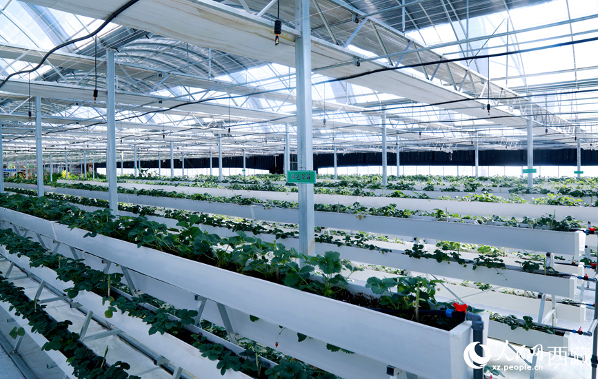 園區(qū)溫室廣泛采用多層水培種植系統(tǒng)。人民網(wǎng)記者 吳雨仁攝