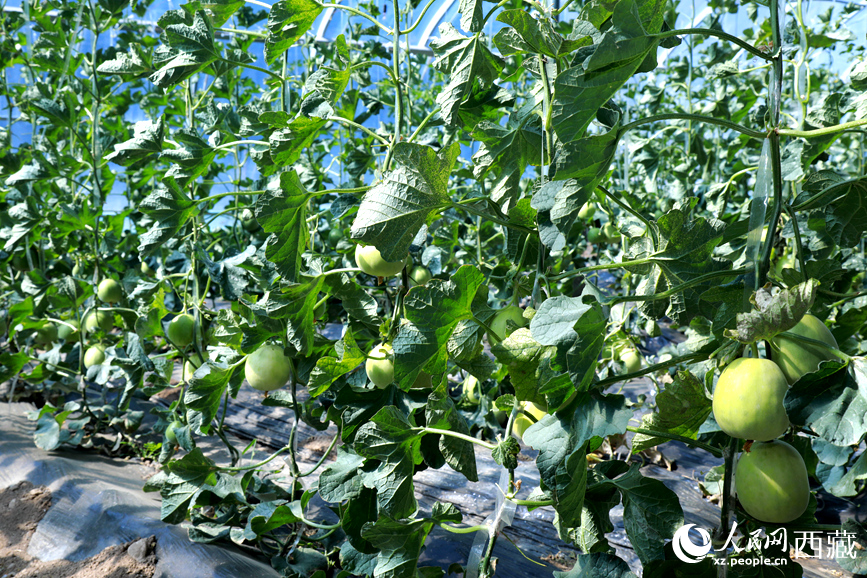 溫室中種植的瓜類作物果實累累。人民網(wǎng)記者 吳雨仁攝