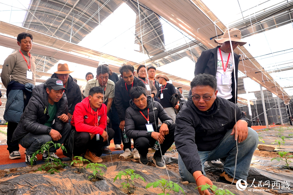 農(nóng)業(yè)專家蹲在田壟間，為圍攏過來的科技專干和基層農(nóng)技人員現(xiàn)場講解定植要點。人民網(wǎng)記者 吳雨仁攝