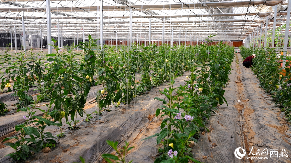 溫室大棚內(nèi)，一排排植株長勢喜人，黃綠相間的果實掛滿枝頭。人民網(wǎng)記者 吳雨仁攝