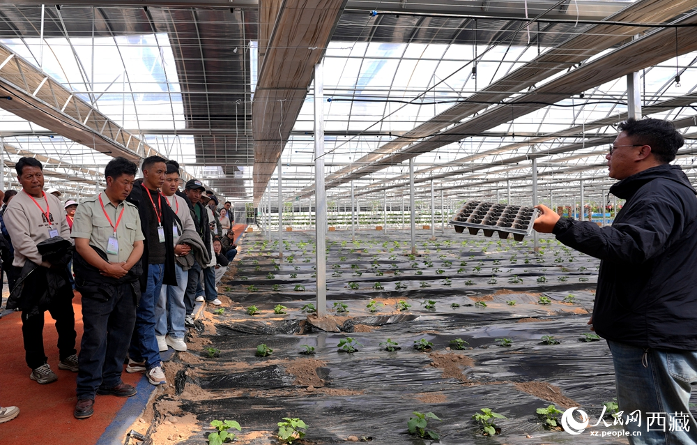 專家手持育苗盤，向?qū)W員們講解苗期管理與移栽技術(shù)。人民網(wǎng)記者 吳雨仁攝