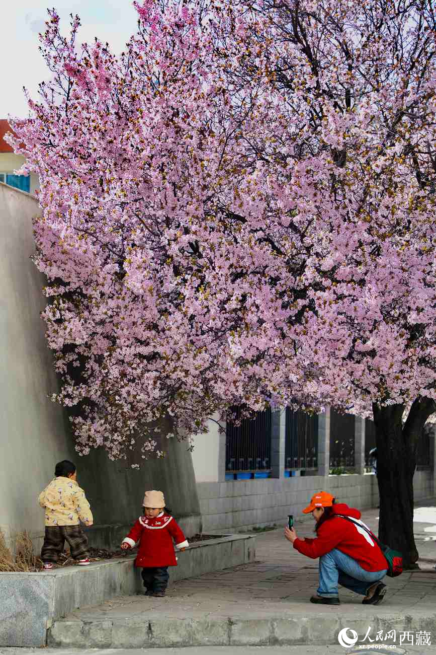 桃林下，拉薩市民游客樂享春光。人民網(wǎng)記者 次仁羅布攝