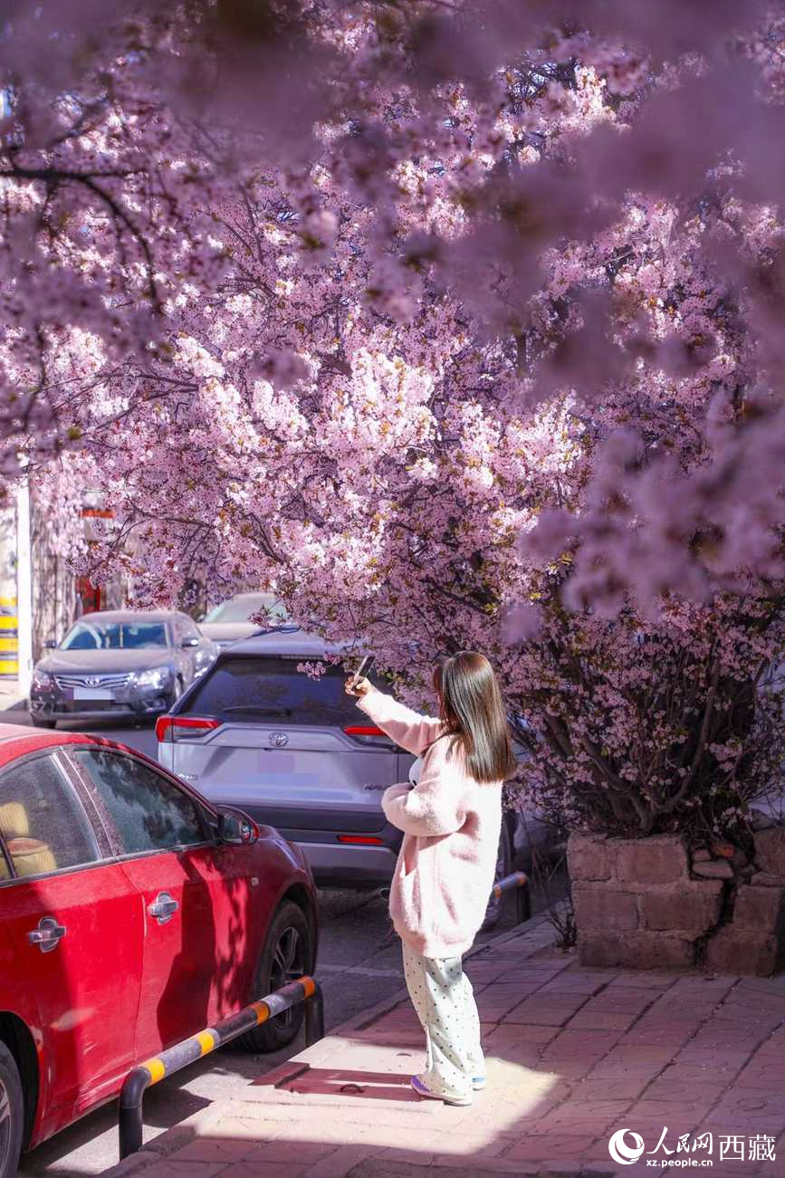 桃林下，拉薩市民游客樂享春光。人民網(wǎng)記者 次仁羅布攝