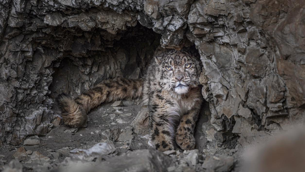 “高原精靈”雪豹。尼瑪多吉攝