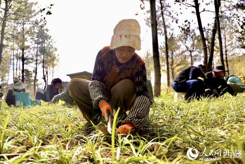 圖為項(xiàng)目建設(shè)過(guò)程中帶動(dòng)周邊群眾就業(yè)。人民網(wǎng)記者 次仁羅布攝