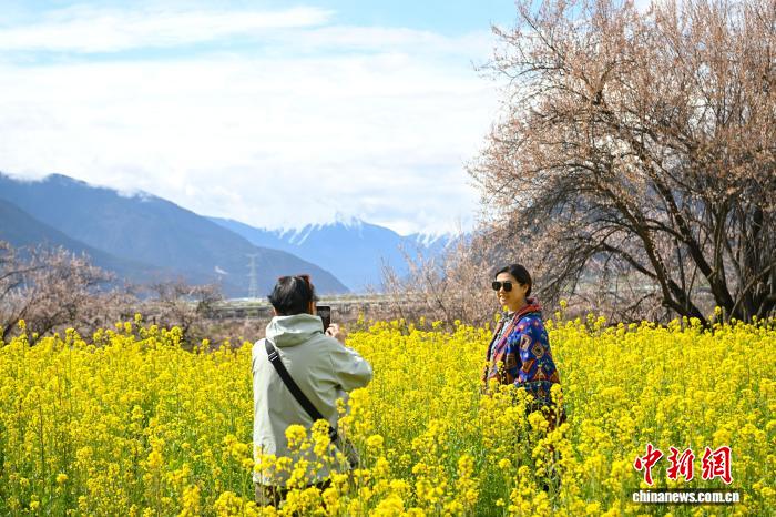 西藏林芝：雪山下桃花開(kāi)嘎拉村里迎客來(lái)