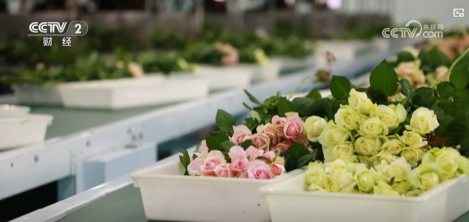 云南姚安：七夕“浪漫經(jīng)濟(jì)”升溫 日均百萬枝玫瑰供應(yīng)市場