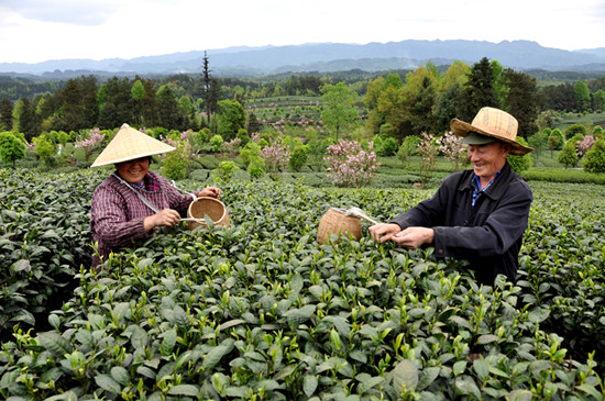 貴州省湄潭縣大力發(fā)展茶葉產(chǎn)業(yè)，60萬畝生態(tài)茶園實現(xiàn)了“綠水青山變成金山銀山”，生態(tài)與經(jīng)濟協(xié)調(diào)發(fā)展。圖為湄潭縣湄江街道金花村茶農(nóng)采茶 瞿欣含攝 _副本.jpg