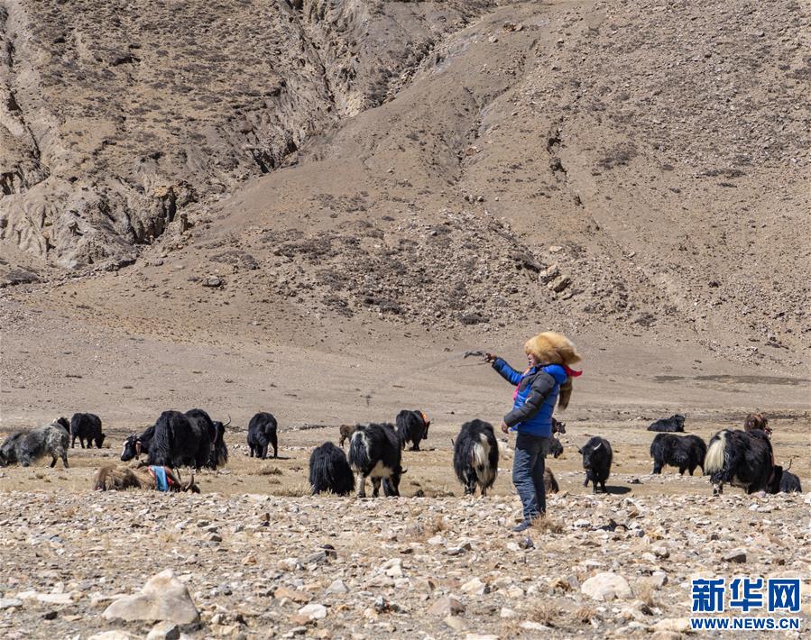 （脫貧攻堅(jiān)）（10）扎西分家記：珠峰腳下的脫貧故事