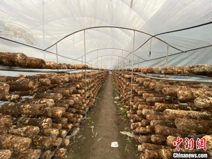 圖為基地里的食用菌菌棒?！Ⅸi 攝
