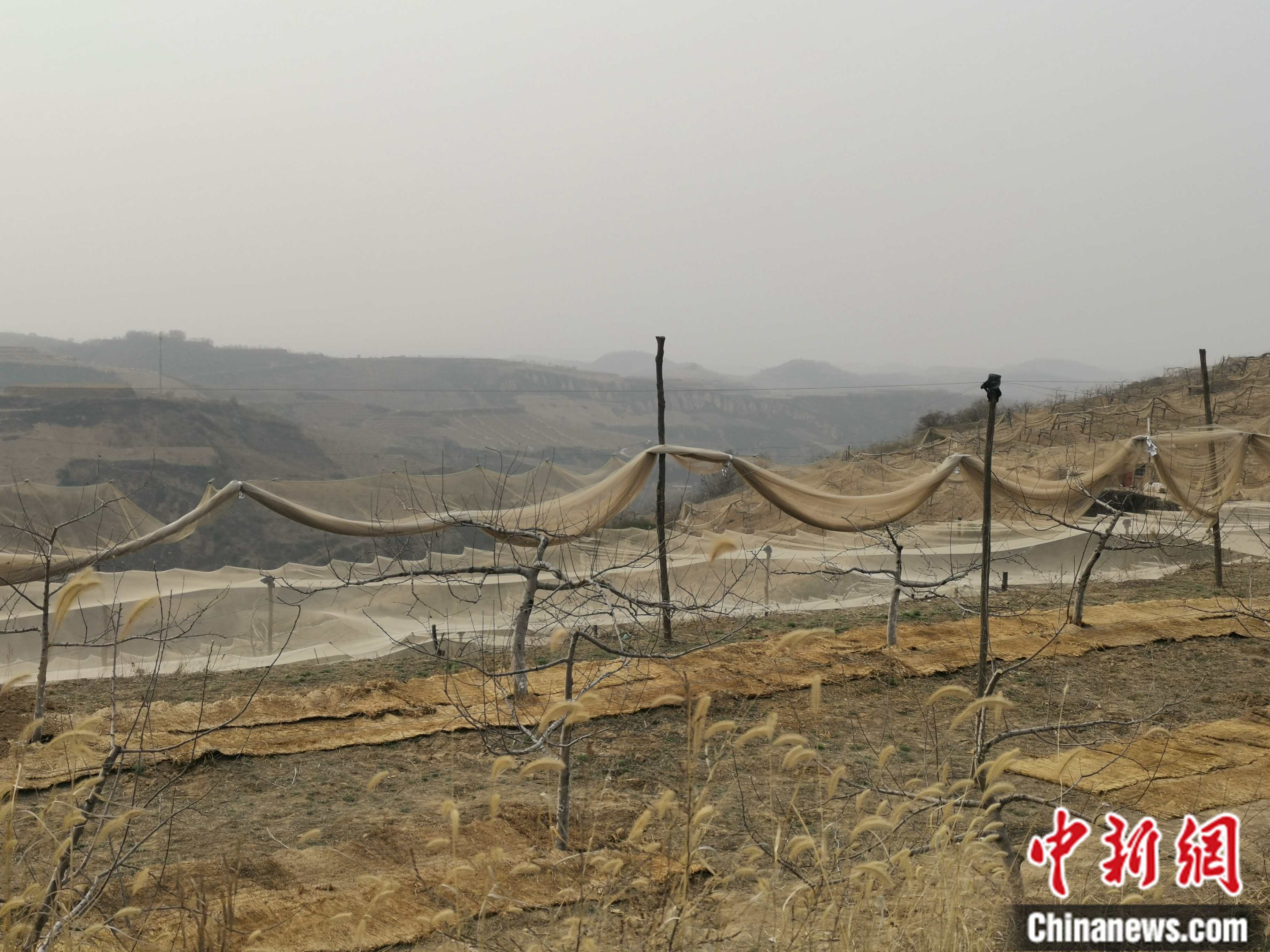 陜西省延安市寶塔區(qū)柳林鎮(zhèn)麻塔村蘋果園。 <a target='_blank'  ><p  align=