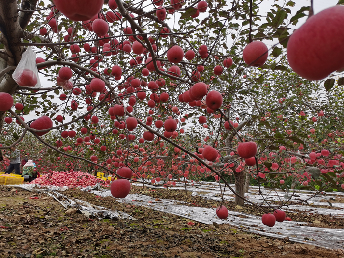 延安蘋果。來源：柳林鎮(zhèn)果技站供圖。