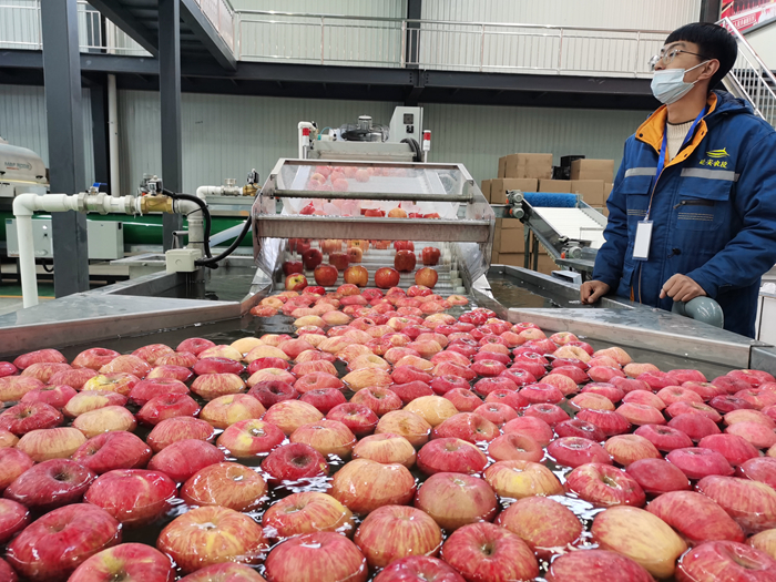 智能選果線清洗。來源：柳林鎮(zhèn)果技站供圖。