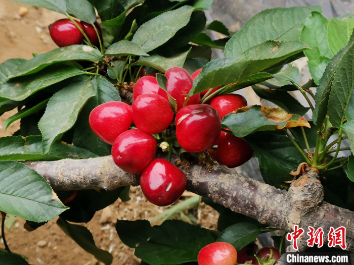 陜西省子長市盛宇現(xiàn)代農(nóng)業(yè)示范園內(nèi)，櫻桃鮮艷欲滴。<a target='_blank'  ><p  align=